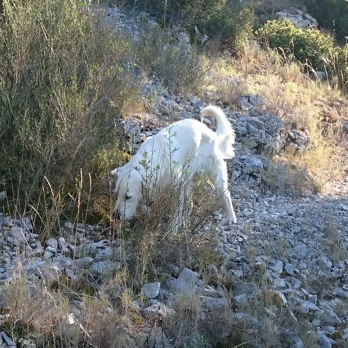As. Basket Club Canaille — Av. du Mont Fleuri, 13470 Carnoux-en-Provence, France