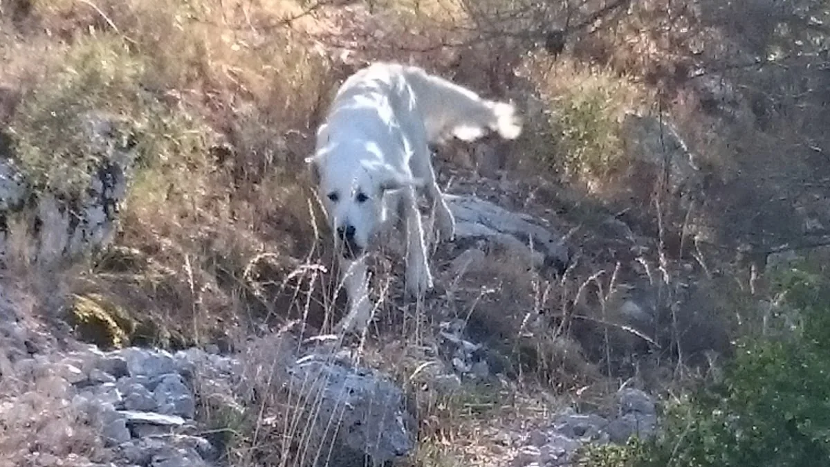 As. Basket Club Canaille gallery 3